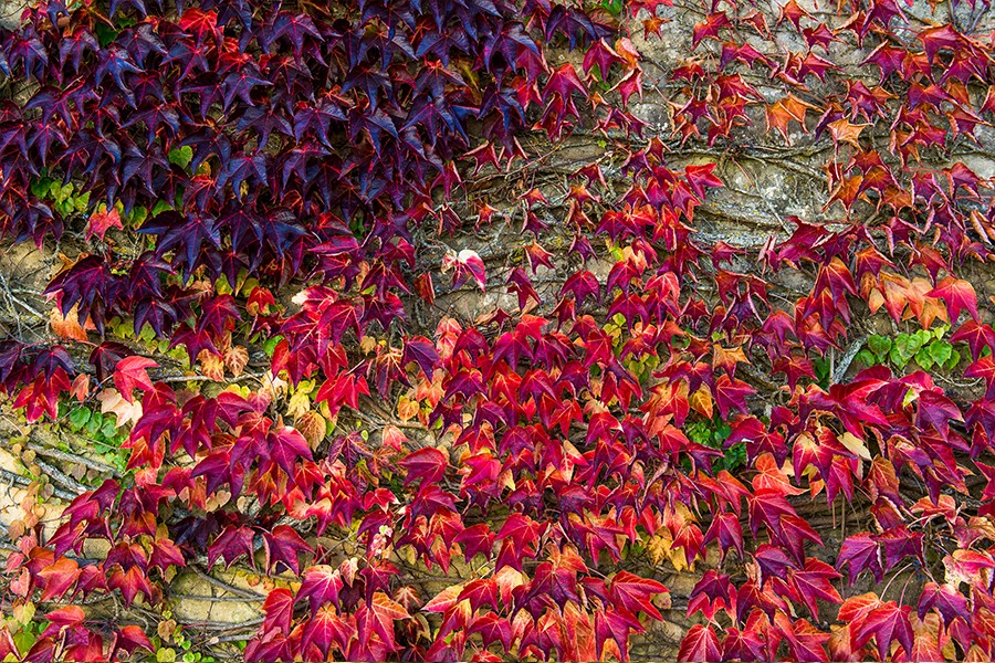 Colorful autumn…